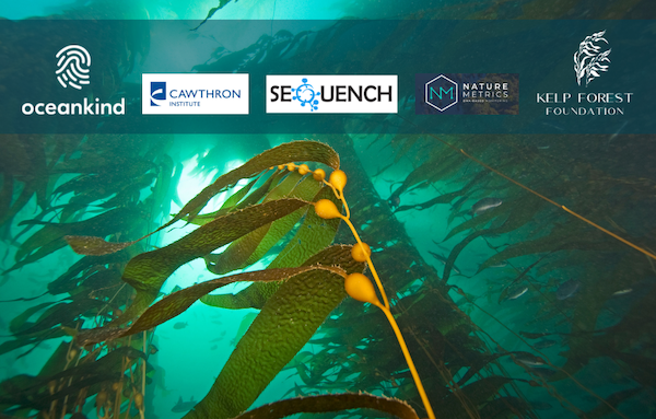 Press Release: New global research initiative investigates carbon sequestration potential of kelp